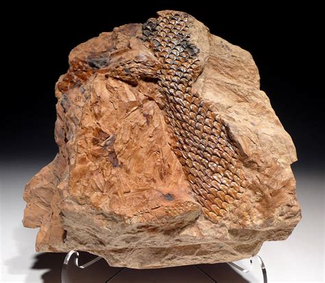carboniferous tree fossils